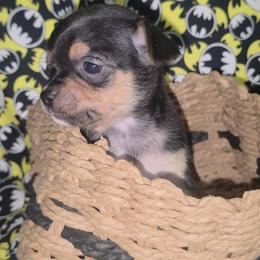 Cat Woman (3250) - Black and tan female Chihuahua puppy in Tomball, Texas from Katie's Krew