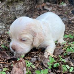 Boy 3 - Buff and white male Cocker Spaniel puppy in Gadsden, Alabama from Rich Cat’s