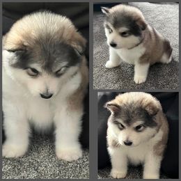 Alaskan Malamute Puppies from Windchaser Kennels