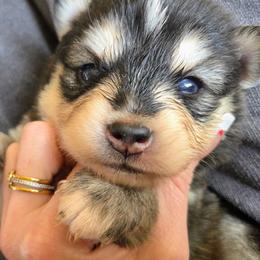 Juniper (Purple Collar) - Black and white female Pomsky puppy in Kennewick, Washington from Nebula Ranch Pomskies