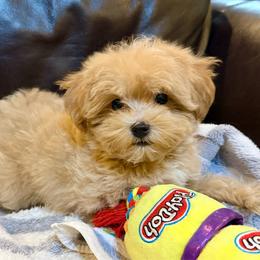 Taffy - Apricot male Maltipoo puppy in Lancaster, South Carolina from 3 Bs Havanese-PUPPIES with  PURPOSE