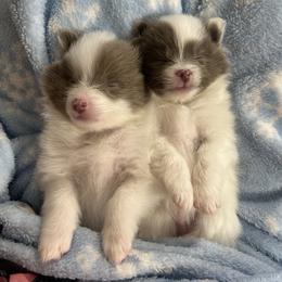 Chevy - Blue parti male Pomeranian puppy in Plano, Texas from Madison Park Poms