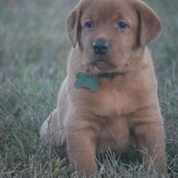 Red-Green Collar - Yellow male Labrador Retriever puppy in Capron, Virginia from Triple Creek Kennel