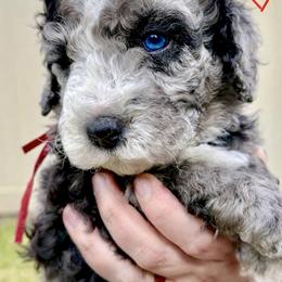 Bernedoodle, Cavalier King Charles Spaniel, and Poodle Puppies from Ellas.Pups (Bernedoodles & Cavapoos)