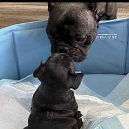 Prada - French Bulldog
