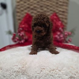 Peanut (AKC) - Red  male Poodle puppy in Rainbow City, Alabama from Spinks Poodles