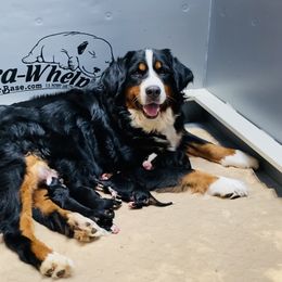 Boy 1 - Black rust and white male Bernese Mountain Dog puppy in Bristol, Tennessee from Holston Hollow Farm