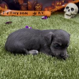 Blue and Cream Longhair Female - Blue and cream female Dachshund puppy in Killeen, Texas from Southern Dachshunds