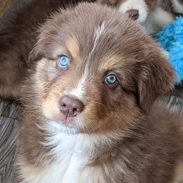 Beau - red tri male - Red tri-color male Australian Shepherd puppy in Texas from Wray Aussies