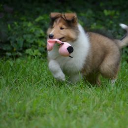 Collie Puppies from 'Twas Collies