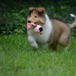Collie Puppies from 'Twas Collies