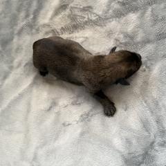 Banzai - Sable male Working Dog Cross puppy in Sheridan, Arkansas from Dark Sky Kennels