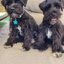 Miniature Schnauzer Puppies from Bar Diamond