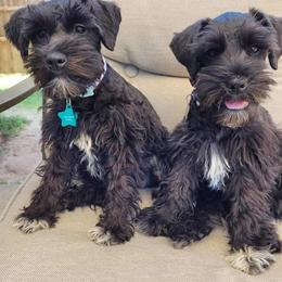 Miniature Schnauzer Puppies from Bar Diamond