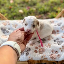 Coral - Parti female Poodle puppy in Dunn, North Carolina from Sandy Creek Kennels