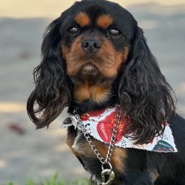 Gunner - Cavalier King Charles Spaniel