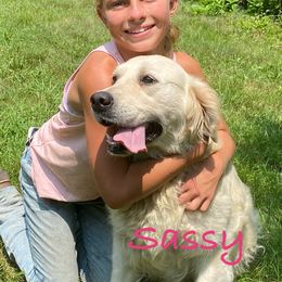 Sassy - Golden Retriever
