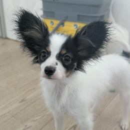 Medium girl - White black and tan female Papillon puppy in Joshua, Texas from Summertime Kennels