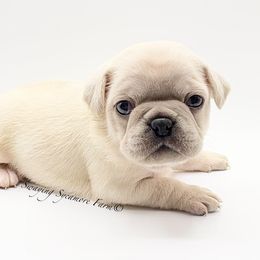 Pug and Shih Tzu Puppies from Swaying Sycamore Farm