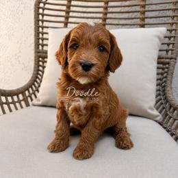 River - Red  male Goldendoodle puppy in Gilbert, Arizona from Doodle Bliss