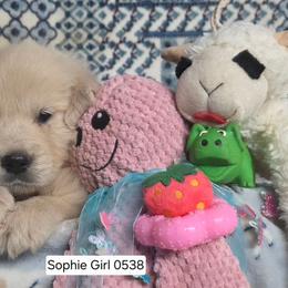 Sophie Girl 6 - Light golden female Golden Retriever puppy in Niles, Michigan from Composer Goldens