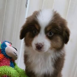 Boy 4 - Red tri-color male Miniature American Shepherd puppy in Bowling Green, Kentucky from Flawlessly Kennel