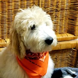 Goldendoodle Puppies from Toneytails Doodles