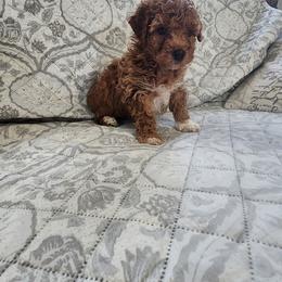 Pekingese, Poodle, and Shih Tzu Puppies from Happy puppies