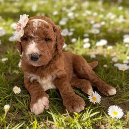Jessie - Red  female Goldendoodle puppy in Geneva, Florida from Teddy Gram Goldendoodles and Standard Poodles