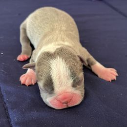 Hugo - Seal and white male Boston Terrier puppy in Red Bluff, California from Sugar Baby Bostons