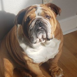 Bulldogs from Sherrie's Bulldogs