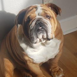 Bulldogs from Sherrie's Bulldogs
