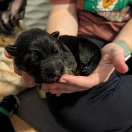 Black Collar - Black and red male German Shepherd puppy in Millan, Illinois from Volhouden German Shepherds