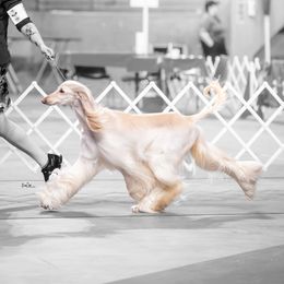 Afghan Hound puppies from Khafra Afghan Hounds