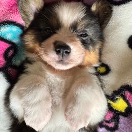 Girl 2 - Black and tan female Pembroke Welsh Corgi puppy in Missouri from Cooler Farms Corgis