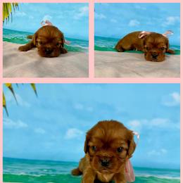 Sandy - Ruby female Cavalier King Charles Spaniel puppy in De Pere, Wisconsin from Rose Garden Kennels