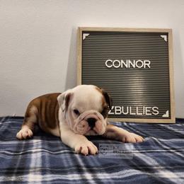 Connor - Red and white male Bulldog puppy in Hillsdale County, Michigan from KZ Bullies LLC