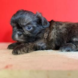 Onxy - Black white and silver male Shih Tzu puppy in Downey, California from Cali shih tzu