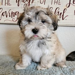 Coton de Tulear Puppies from Buttercup Cotons of Texas