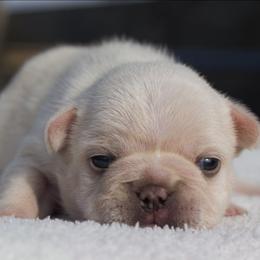 Honey Bee - Cream female French Bulldog puppy in Warsaw, New York from Hillview Kennels