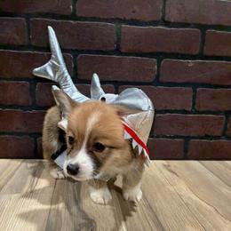 Roger - Red male Pembroke Welsh Corgi puppy in Delton, Michigan from CorGizmo