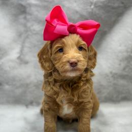 Macaroni - Apricot female Goldendoodle puppy in Williamson, New York from Lakeside Doodles