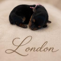 London - Black and tan female Yorkshire Terrier puppy in Moses Lake, Washington from Oasis' Yorkshire Terriers