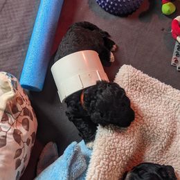 Portuguese Water Dog Puppies from Hat Trick Caos PWDs