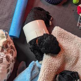 Portuguese Water Dog Puppies from Hat Trick Caos PWDs