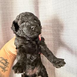 Girl 1 AKC Ebony - Black female Poodle puppy in Lees Summit, Missouri from Divine K9s LLC