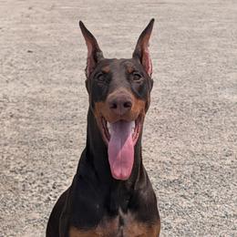 Abraxas - Doberman Pinscher