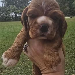 Babe - Red female Cocker Spaniel puppy in Florence, South Carolina from Reddick's American Cocker Spaniels