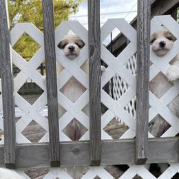 Australian Shepherd Puppies from Mezzo Australian Shepherds