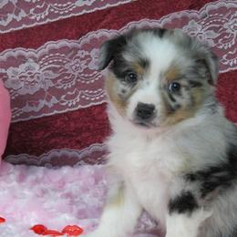 Miniature Australian Shepherd Puppies from Big Coon Little Aussies